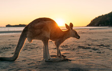 Australia, Queensland, Mackay, Cape Hillsborough National Park, Kangaroo On The Beach At Sunrise