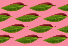 Pattern Of Green Leaves Against Pink Background