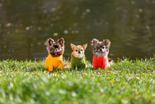 Three Chihuahua Dogs Wearing Stylish Clothes Are Sitting On Green Grass In The Cold Autumn Season.