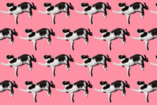 Pattern Of Black And White Cat Lying Against Pink Background