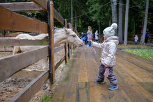 A Little Girl Reaches Out To The Face Of A White Foal At The Petting Zoo. The Girl Is Wearing A Hat And Jacket. Autumn Day. Friendship Of Children Of Animals.