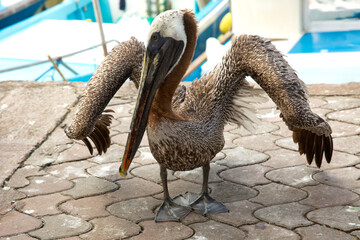 Wall Mural - The Galapagos brown pelican (Pelecanus occidentalis).