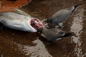 Wall Mural - The lava gull, dusky gull (Leucophaeus fuliginosus) at the fish market, Ecuador .