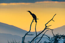 Silhouette Of Cormorant Perching On Branches At Dawn, Macedonia, Greece