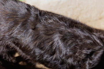 Sticker - Beautiful healthy black fur dog, close-up