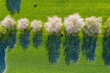 Drone View Of Cows Grazing By Row Of Blossoming Wild Cherries (Prunus Avium) In Spring