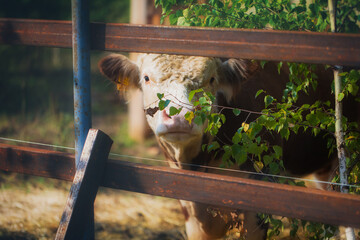 Canvas Print - Beautiful young Hereford bull in summer