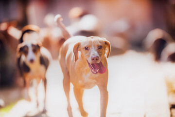 Wall Mural - Cheerful ginger dog smiles happily on a walk