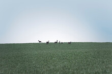 Herd Of Deer In Field