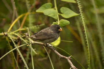 Wall Mural - The medium ground finch (Geospiza fortis).