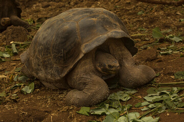 Wall Mural - The Galápagos giant tortoise (Chelonoidis nigra).