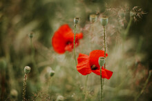 Poppies and poppy seed capsules