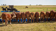 Cattle Feeding. bulls cows eating from feed trough. Cattle Feeding. bulls cows eating from feed trough. Group of cows at cowshed eating hay or fodder on farm. bradford cattle feeding
