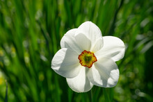 Head Of Blooming Poet's Daffodil (Narcissus Poeticus)