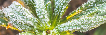 Green Leaves Of A Plant Covered With Hoarfrost. Beautiful Natural Background With Frost On The Grass. Cold Weather. Rime Ice On Grass Blades In The Garden During Frosts. Wide Panoramic Background.