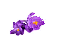 Purple Crocus On White Background. Fresh Spring Flowers.