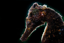 Thorny Seahorse, Close Up