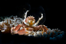 Anemob Ne Crab, Porcelain Crab On A Sea Anemone