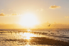 Flock Of Silhouette Seagulls On Shore At Beach Against Orange Sky During Sunset, North Sea Coast, Flanders, Belgium