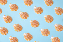 Row Of Sea Shells On Blue Background