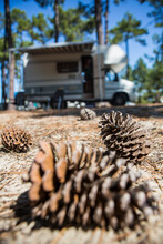 France, Gironde, Pine Cones On Camping Ground