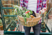 Close-up Of Man Holding Basket With Flowers Before Greenhouse In Garden
