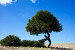 © Petra Stockhausen/Westend61 - Morocco, Sidi Kaouki, man wearing a bowler hat standing crooked at a tree