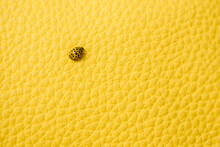Yellow Ladybird On Yellow Background