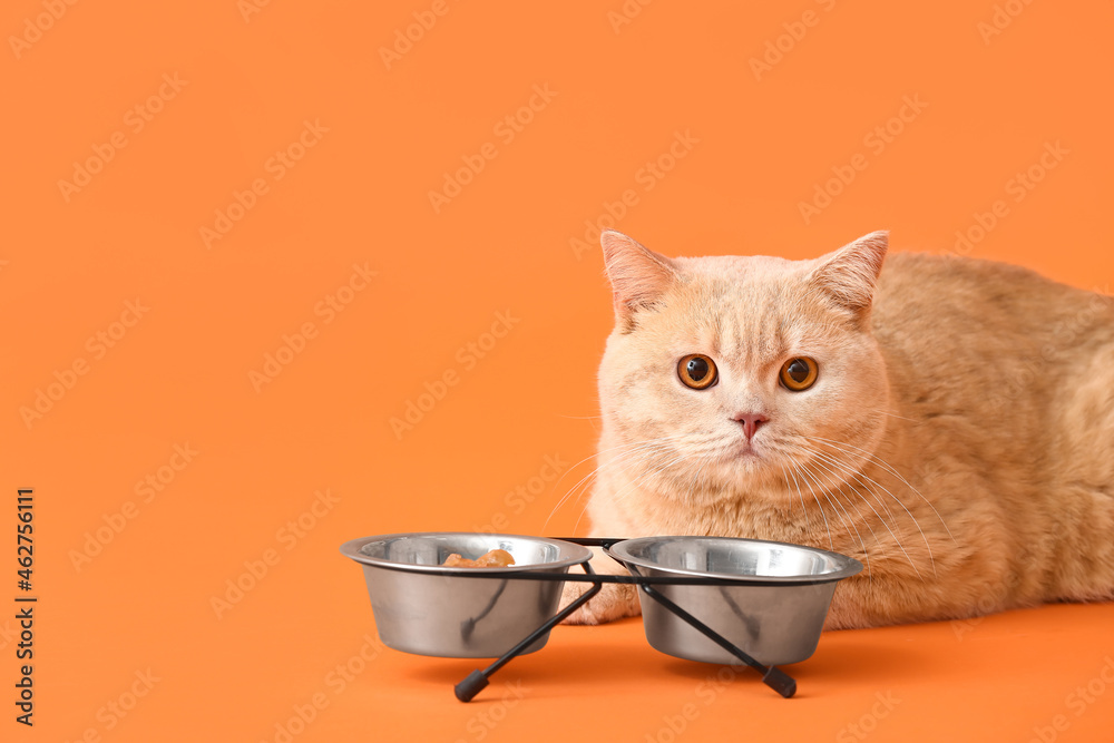Cute cat eating food from bowl on color background