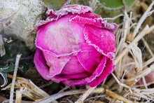 A Bud Of A Snow-covered Pink Rose Against A Background Of Blurred Dry Yellow Straw
