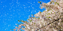 Spring Wind, Cherry Blossoms