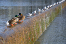 Germany, Riem, Messesee, Row Of Ducks And Seagulls Crouching On A Weir