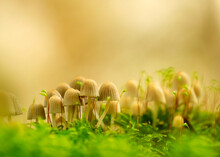 Bunch Of Fairy Inkcaps (Coprinellus Disseminatus) Growing Together