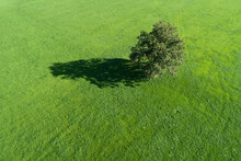Germany, Bavaria, Wolfratshausen, Drone View Of Lone Oak Tree Growing In Green Meadow