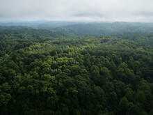 Aerial View Of Vast Green Forest