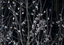 Blurred Flock Of Bramblings (Fringilla Montifringilla) Perching On Branches