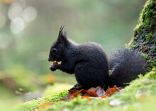 Portrait Of Black Squirrel Feeding On Nut