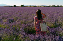 Woman Standing In Vast Lavender Field