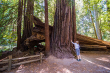 USA, California, Big Basin Redwoods State Park, Woman Standing Before A Giant Redwood Tree