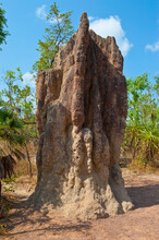Termite Mound In The Litchfield National Park, Northern Territory, Australia