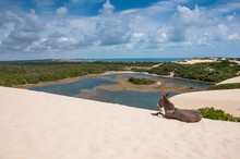 Donkey Lying On Famous Sand Dunes Of Natal, Rio Grande Do Norte