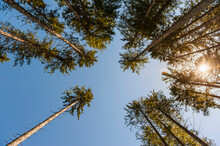 Directly Below View Of Tall Trees Against Clear Blue Sky On Sunny Day