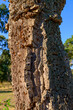 © Dr. Wilfried Bahnm√ºller,Dr. Wilfried Bahnm√ºller/Westend61 - France, Corsica, San Pellegrino, tree trunk of an old cork oak