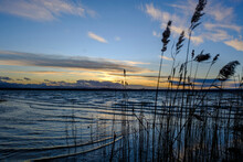 Germany, Bavaria, Sankt Heinrich, Silhouettes Of Reeds Growing On Shore Of LakeÔøΩStarnbergÔøΩat Dusk