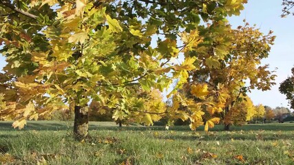 Wall Mural - maple tree on strong wind by sunny autumn day 
