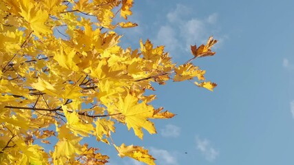 Wall Mural - autumn maple tree branch on strong wind against blue sky with flying birds above

