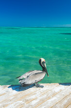 Pelican On Pier Over Sea Against Clear Blue Sky, Providenciales, Turks And Caicos Islands