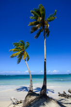 Palm Trees At Beach Against Blue Sky During Sunny Day, Playa Grande, Dominican Republic