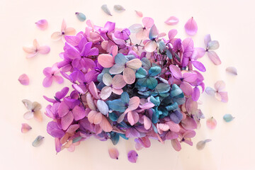 Wall Mural - Creative image of pastel pink, turquoise and purple Hydrangea flowers on white background. Top view