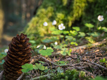 Germany, Close-up Of Spruce Cone Lying On Ground In Upper Palatinate Forest